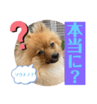 僕の愛犬ちこ！③（個別スタンプ：27）