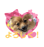 僕の愛犬ちこ！③（個別スタンプ：28）