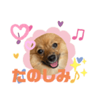 僕の愛犬ちこ！③（個別スタンプ：29）