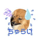 僕の愛犬ちこ！③（個別スタンプ：30）