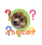 僕の愛犬ちこ！③（個別スタンプ：31）