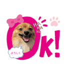 僕の愛犬ちこ！③（個別スタンプ：32）