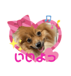 僕の愛犬ちこ！③（個別スタンプ：33）