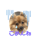 僕の愛犬ちこ！③（個別スタンプ：34）