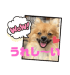 僕の愛犬ちこ！③（個別スタンプ：35）