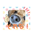 僕の愛犬ちこ！③（個別スタンプ：36）