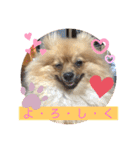 僕の愛犬ちこ！③（個別スタンプ：37）