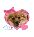 僕の愛犬ちこ！③（個別スタンプ：38）