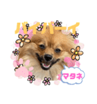 僕の愛犬ちこ！③（個別スタンプ：39）
