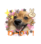僕の愛犬ちこ！③（個別スタンプ：40）