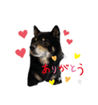 タロだよ（個別スタンプ：5）