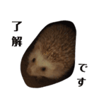 ハリネズミの尚希（個別スタンプ：2）