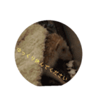 ハリネズミの尚希（個別スタンプ：6）