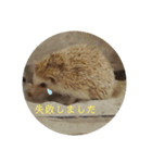 ハリネズミの尚希（個別スタンプ：7）