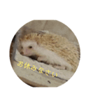 ハリネズミの尚希（個別スタンプ：9）
