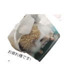 ハリネズミの尚希（個別スタンプ：12）