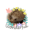 ハリネズミの尚希（個別スタンプ：14）