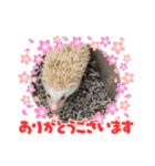 ハリネズミの尚希（個別スタンプ：16）
