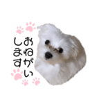 愛犬ジルちゃん！②（個別スタンプ：2）