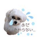 愛犬ジルちゃん！②（個別スタンプ：3）
