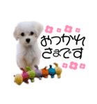 愛犬ジルちゃん！②（個別スタンプ：6）