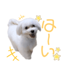 愛犬ジルちゃん！②（個別スタンプ：7）