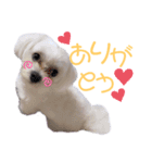 愛犬ジルちゃん！②（個別スタンプ：8）