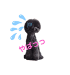 汗かきワンコ組（個別スタンプ：1）