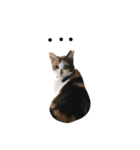 DAY. HONJARA！！！ Cat are eco.三毛猫②（個別スタンプ：1）