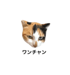 DAY. HONJARA！！！ Cat are eco.三毛猫②（個別スタンプ：2）