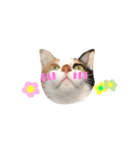 DAY. HONJARA！！！ Cat are eco.三毛猫②（個別スタンプ：3）