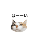 DAY. HONJARA！！！ Cat are eco.三毛猫②（個別スタンプ：8）