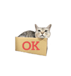 猫の姉妹の平日（個別スタンプ：1）