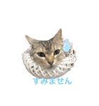 猫の姉妹の平日（個別スタンプ：2）