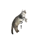 猫の姉妹の平日（個別スタンプ：3）