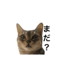 猫の姉妹の平日（個別スタンプ：4）