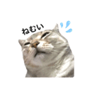 猫の姉妹の平日（個別スタンプ：5）