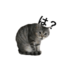 猫の姉妹の平日（個別スタンプ：7）