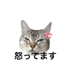 猫の姉妹の平日（個別スタンプ：9）