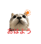 猫の姉妹の平日（個別スタンプ：11）