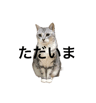 猫の姉妹の平日（個別スタンプ：12）