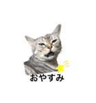 猫の姉妹の平日（個別スタンプ：13）