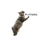 猫の姉妹の平日（個別スタンプ：14）
