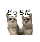 猫の姉妹の平日（個別スタンプ：16）