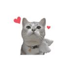 猫の姉妹の平日（個別スタンプ：17）