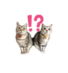 猫の姉妹の平日（個別スタンプ：20）