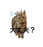 猫の姉妹の平日（個別スタンプ：22）