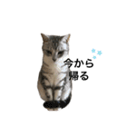 猫の姉妹の平日（個別スタンプ：23）