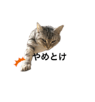 猫の姉妹の平日（個別スタンプ：24）