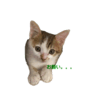 僕はまるくんです。（個別スタンプ：8）